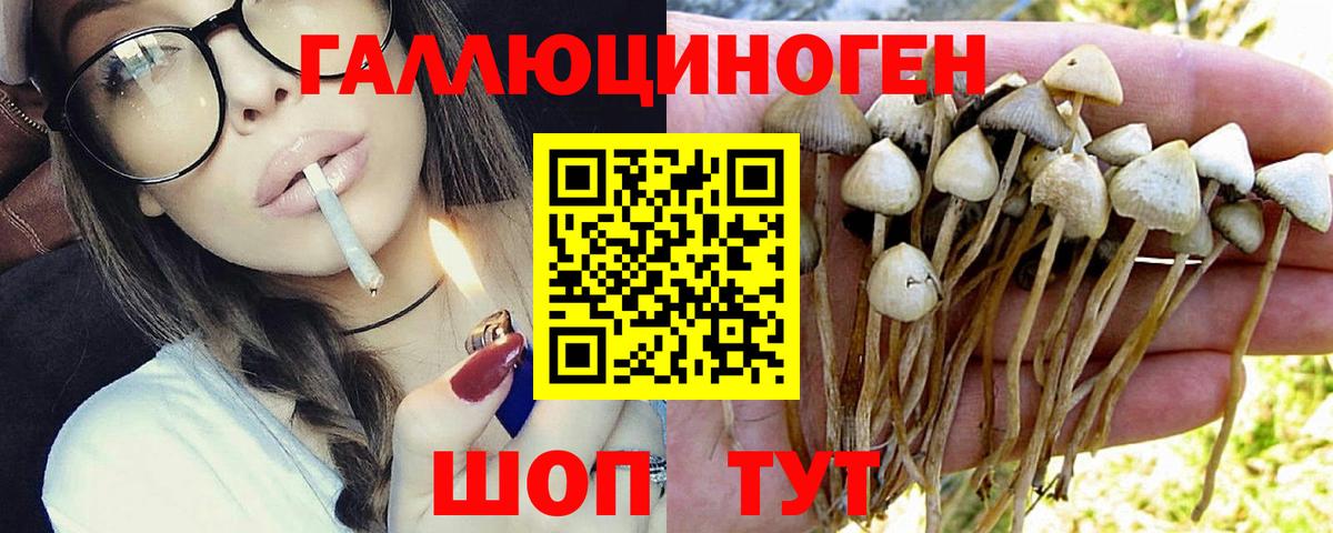 Псилоцибиновые грибы Cubensis Махачкала